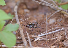 Cicindela calligramma