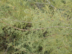 Tamarix ramosissima