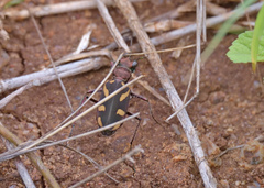 Cicindela calligramma