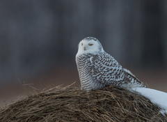 Bubo scandiacus