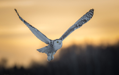 Bubo scandiacus