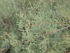 Tamarix ramosissima