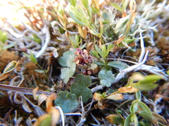 Saxifraga cernua