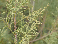 Tamarix ramosissima