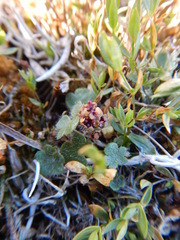 Saxifraga cernua