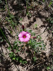 Oxalis heterophylla