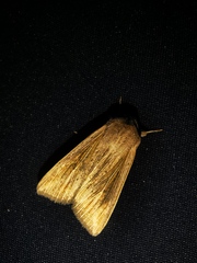 Mythimna riparia