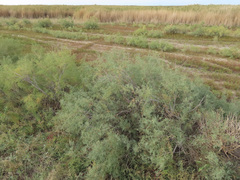 Tamarix ramosissima