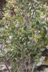 Olea capensis capensis