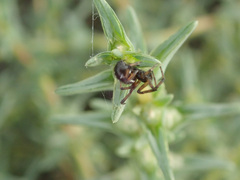 Steatoda paykulliana
