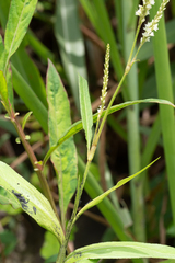Persicaria barbata
