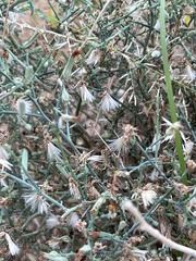 Stephanomeria pauciflora