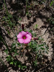 Oxalis heterophylla