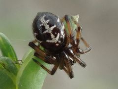 Steatoda paykulliana