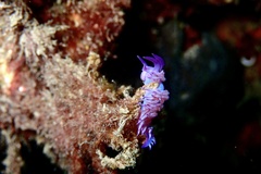 Flabellina affinis
