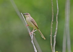 Prinia sylvatica