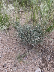 Stephanomeria pauciflora