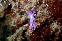 Flabellina affinis