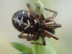 Steatoda paykulliana