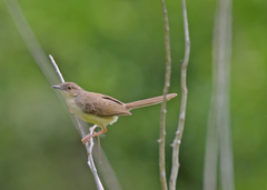 Prinia sylvatica
