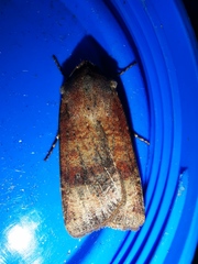 Agrotis trux