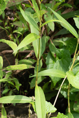 Persicaria barbata