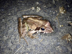 Rana ornativentris