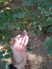 Robinia pseudoacacia