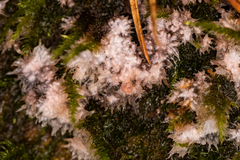 Phlebia centrifuga
