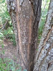 Robinia pseudoacacia