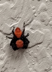 Phidippus apacheanus