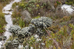 Xiphotheca fruticosa