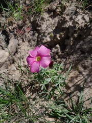 Oxalis heterophylla