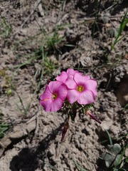 Oxalis heterophylla