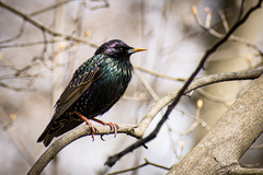 Sturnus vulgaris