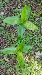 Agavoideae