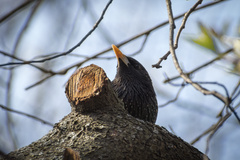 Sturnus vulgaris