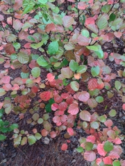 Fothergilla gardenii