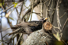Sturnus vulgaris