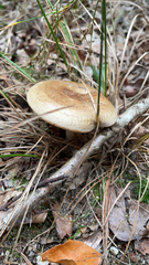 Paxillus involutus