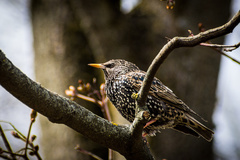 Sturnus vulgaris
