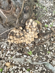 Coprinellus micaceus