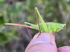 Copiphorini