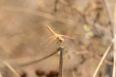 Trithemis kirbyi