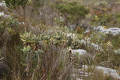 Hermas villosa