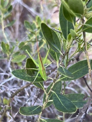 Copiphorini