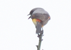 Pericrocotus cinnamomeus