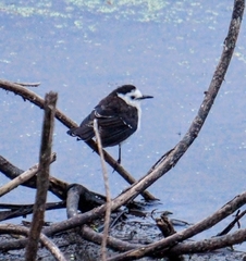 Fluvicola albiventer