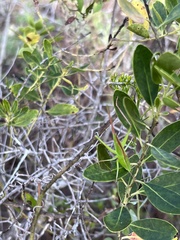 Copiphorini