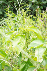 Acalypha angatensis